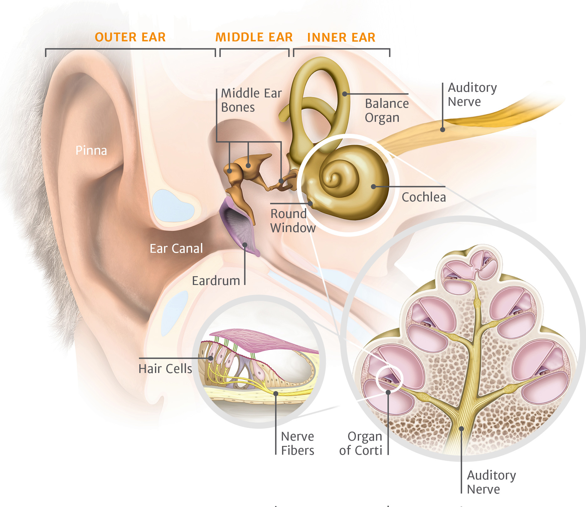 Inner Ear Disorders | Audiocure