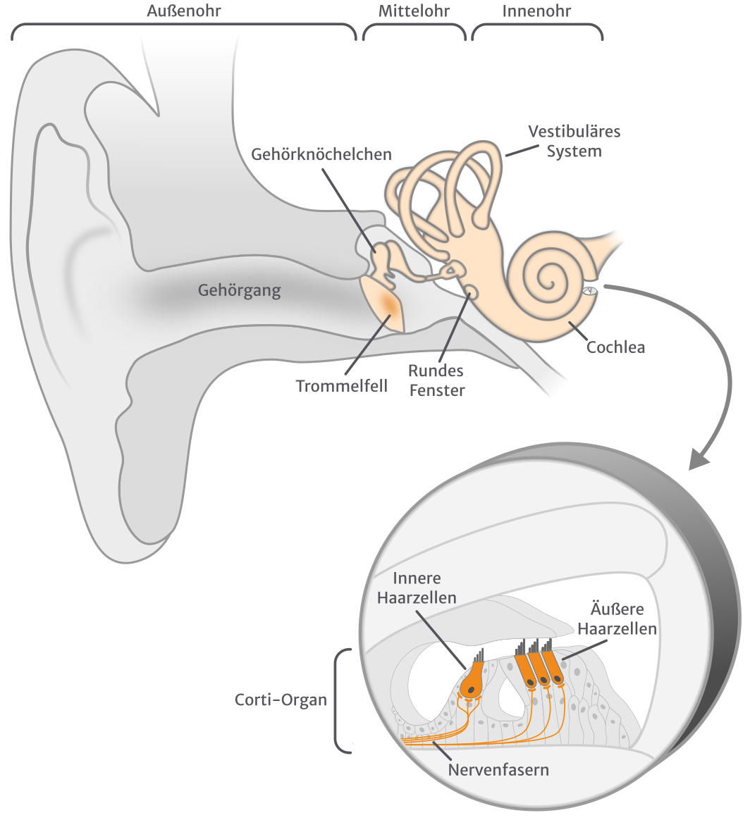 Cochlea_ZoomIn_DE